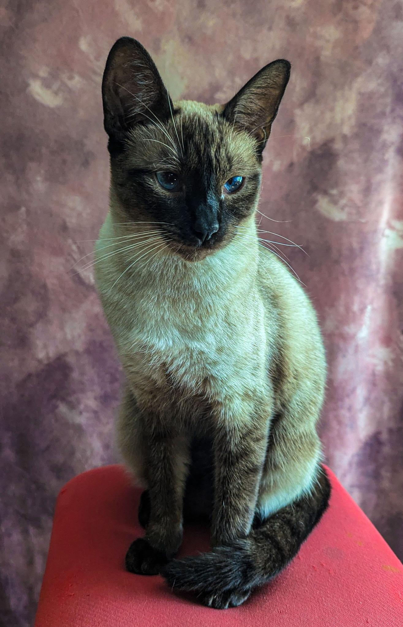 Enlarge Paris, a Adopted Siamese in Pacific Palisades, CA image 1/2