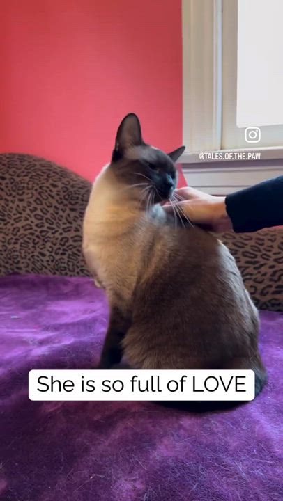 Enlarge Paris, a Adopted Siamese in Pacific Palisades, CA video 2/2