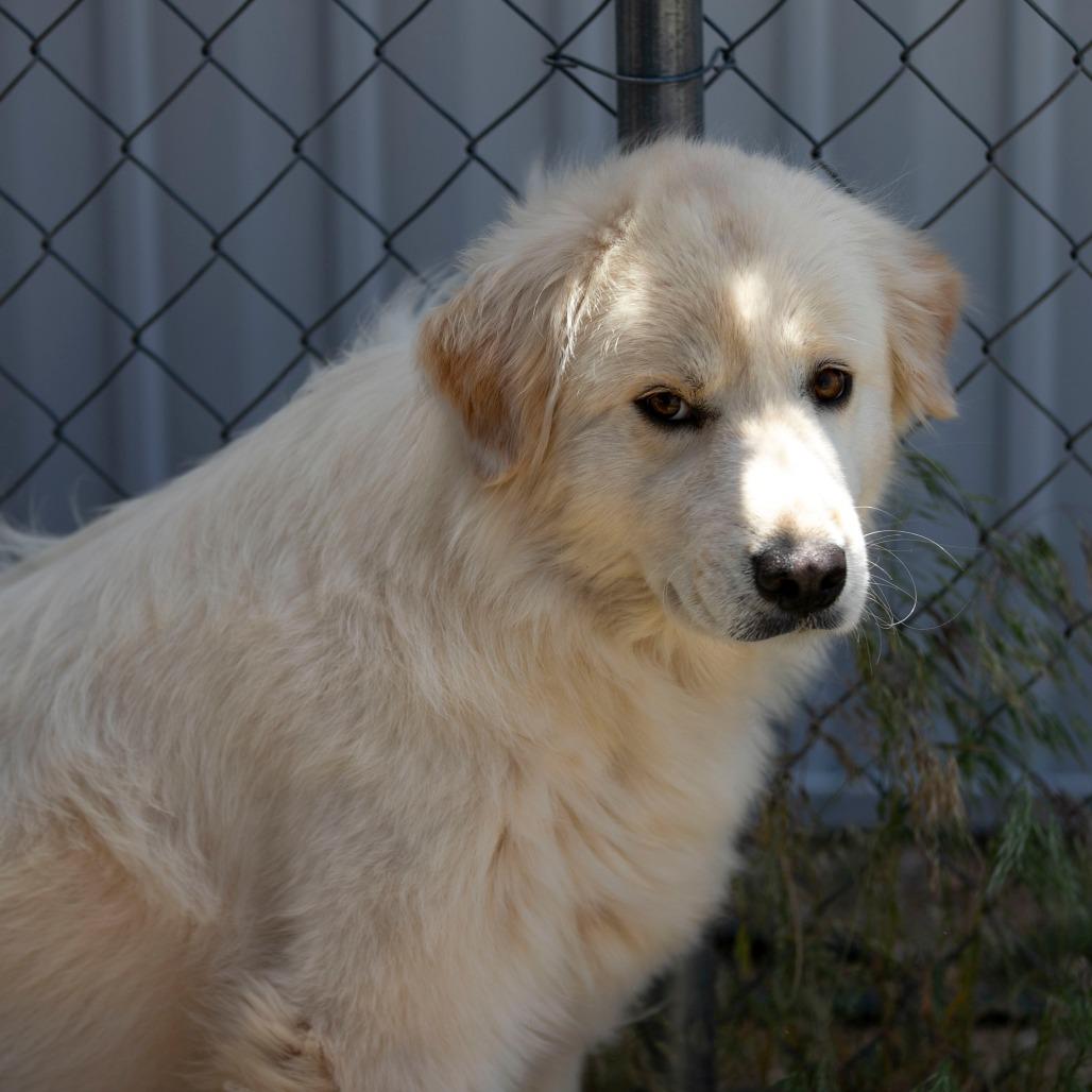 Enlarge Fluffy (JN26-03), a Adoptable mixed breed in Peyton, CO image 1/6