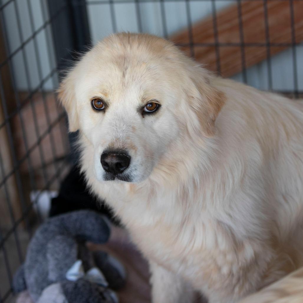 Enlarge Fluffy (JN26-03), a Adoptable mixed breed in Peyton, CO image 2/6