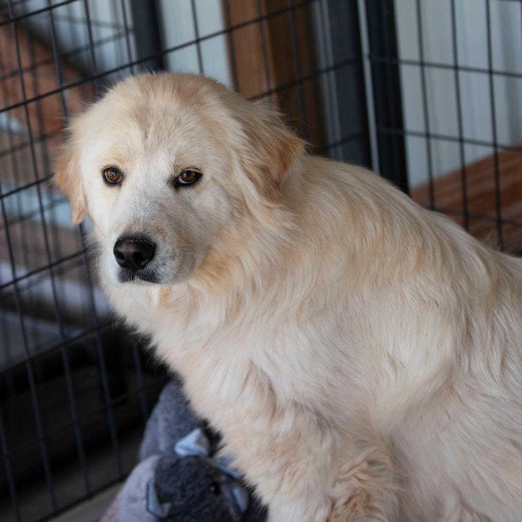 Enlarge Fluffy (JN26-03), a Adoptable mixed breed in Peyton, CO image 3/6