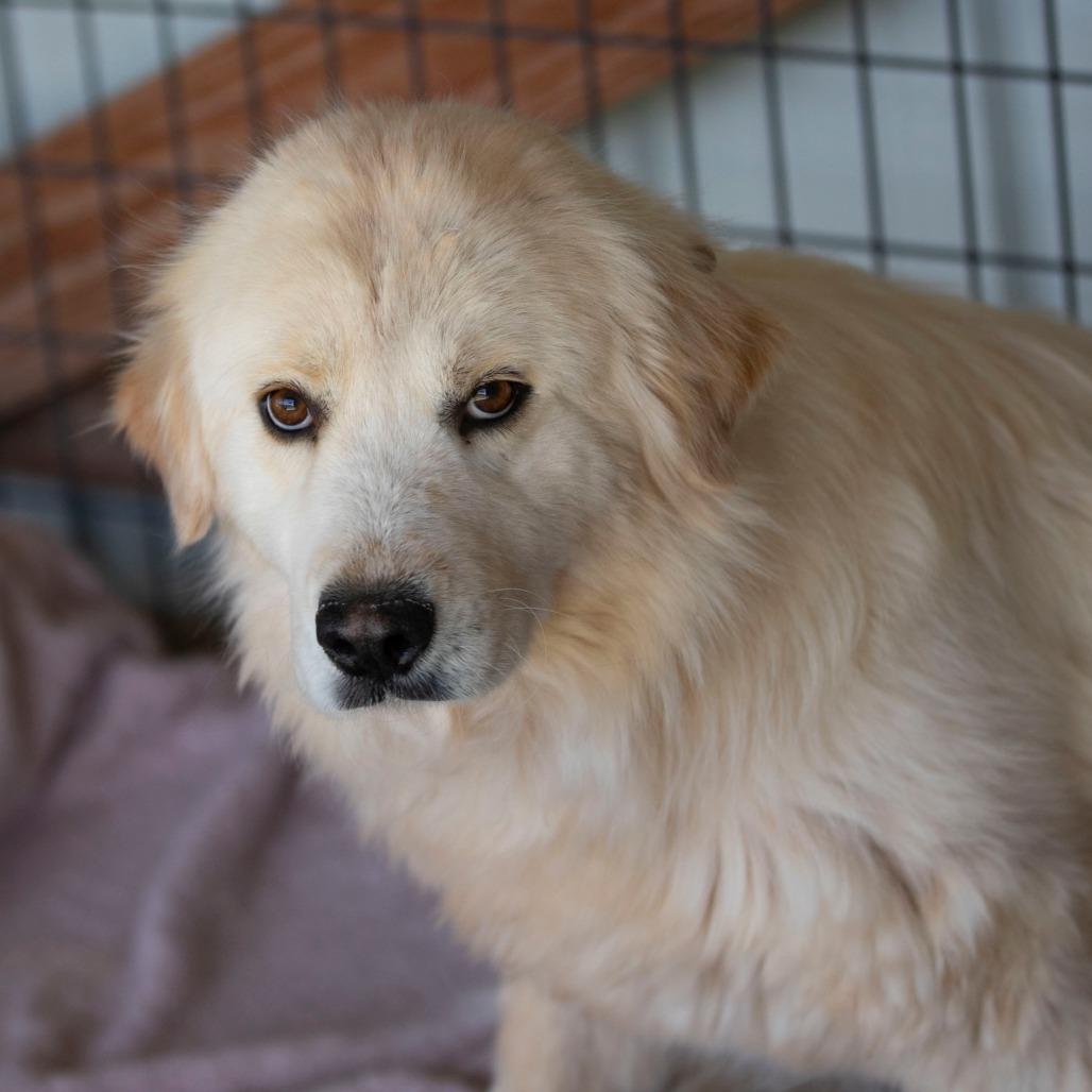 Enlarge Fluffy (JN26-03), a Adoptable mixed breed in Peyton, CO image 4/6