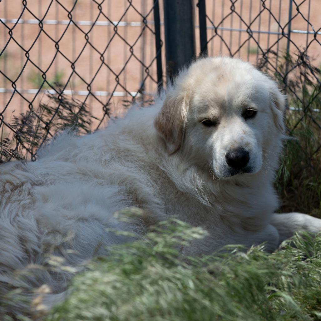 Enlarge Fluffy (JN26-03), a Adoptable mixed breed in Peyton, CO image 5/6