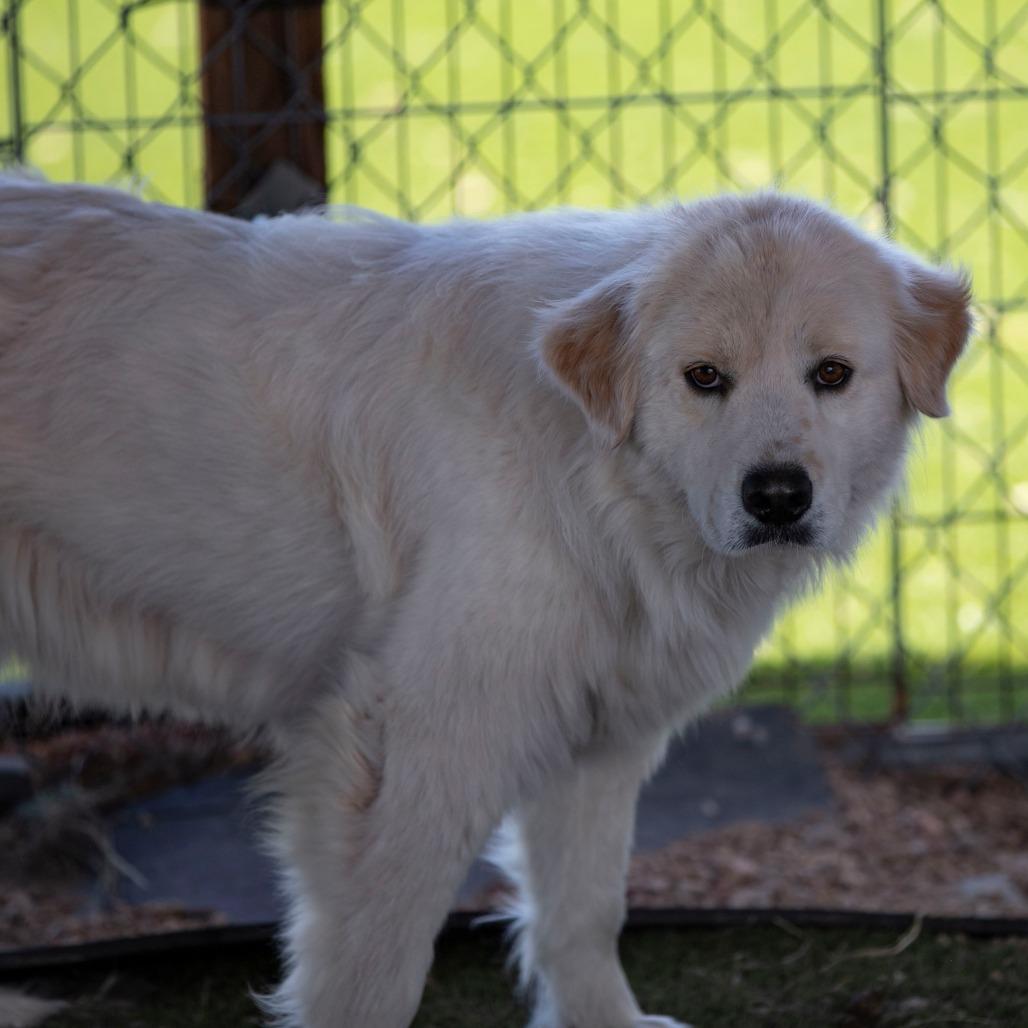 Enlarge Fluffy (JN26-03), a Adoptable mixed breed in Peyton, CO image 6/6