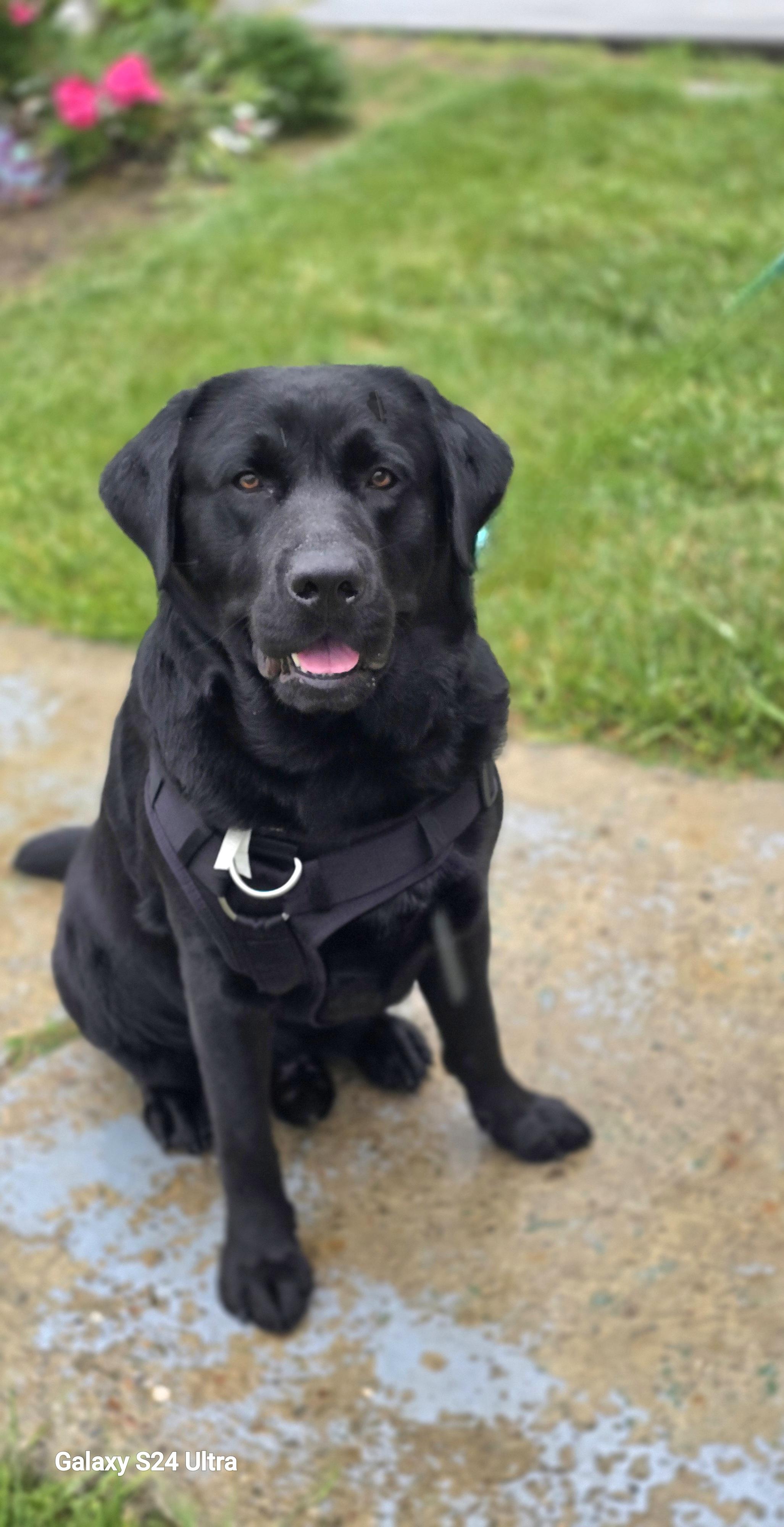 Enlarge Buddy 2, an adopted Black Labrador Retriever in Tracy, CA image 3/4