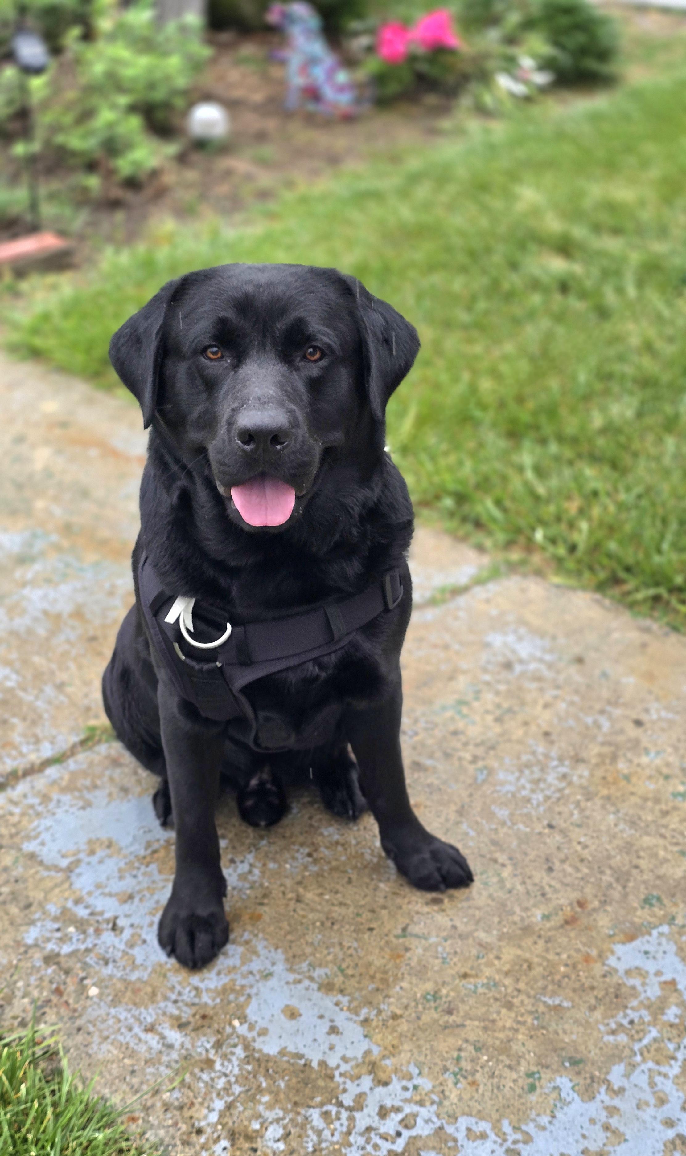 Enlarge Buddy 2, an adopted Black Labrador Retriever in Tracy, CA image 1/4