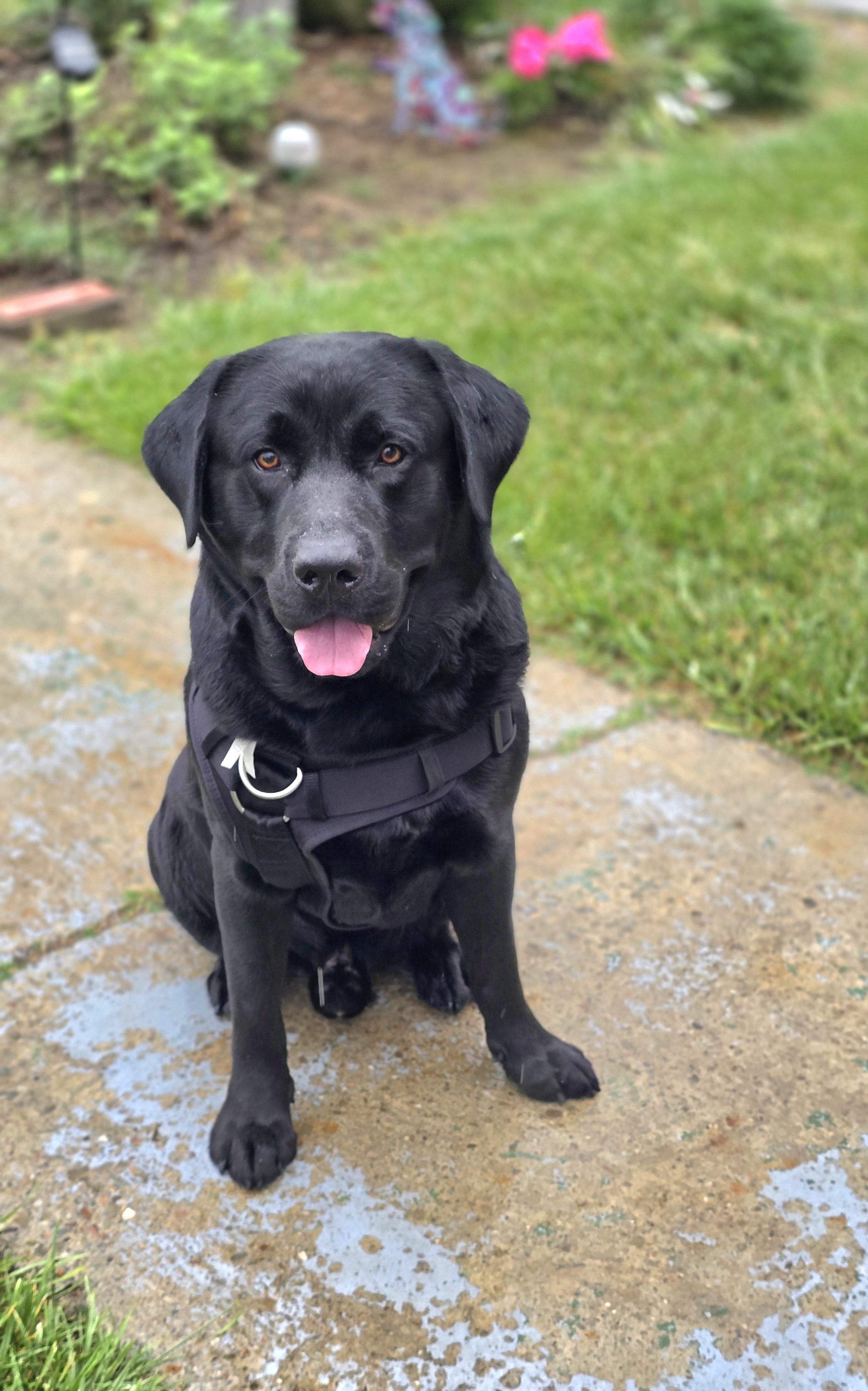 Enlarge Buddy 2, an adopted Black Labrador Retriever in Tracy, CA image 4/4