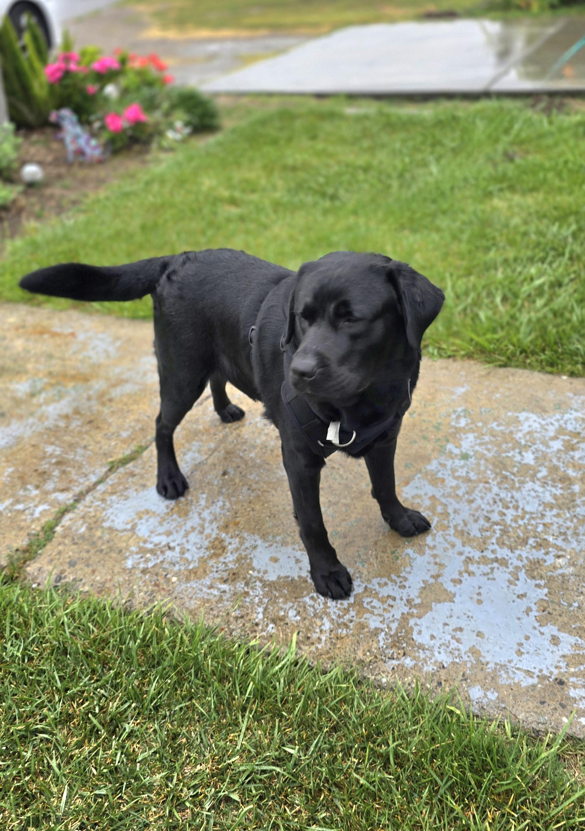 Enlarge Buddy 2, an adopted Black Labrador Retriever in Tracy, CA image 2/4