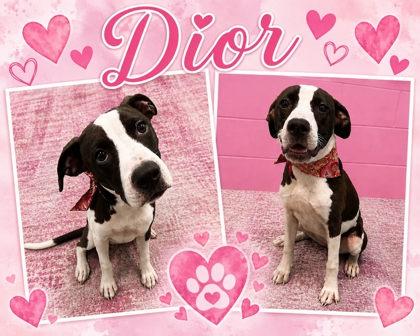 Enlarge Dior, a Adoptable mixed breed in Seagoville, TX image 1/1