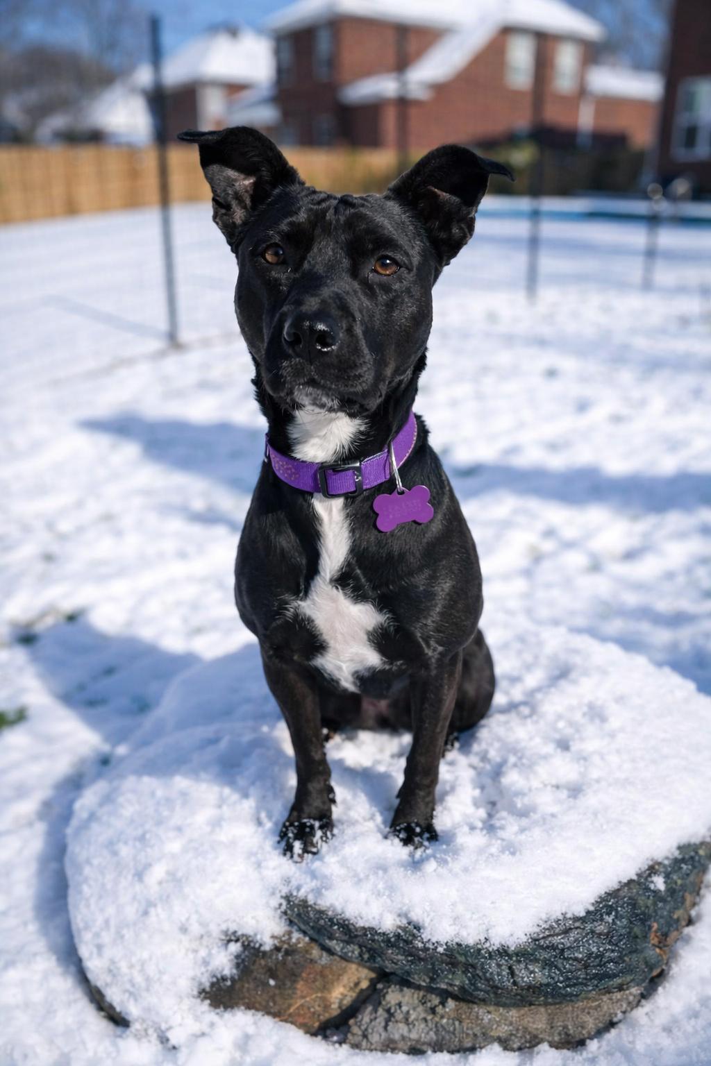 Enlarge Josie, a Adoptable mixed breed in Spokane, WA image 5/6