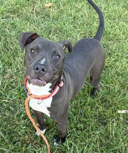Robert, Adoptable, Young Male Pit Bull Terrier & Mixed Breed.