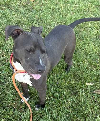 Robert, a Adoptable mixed breed in New Albany, IN image 1/2