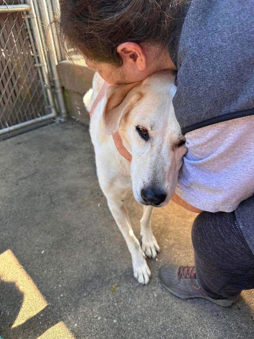 Enlarge JC (Rescued from Iran), a Adopted mixed breed in Seattle, WA image 1/5