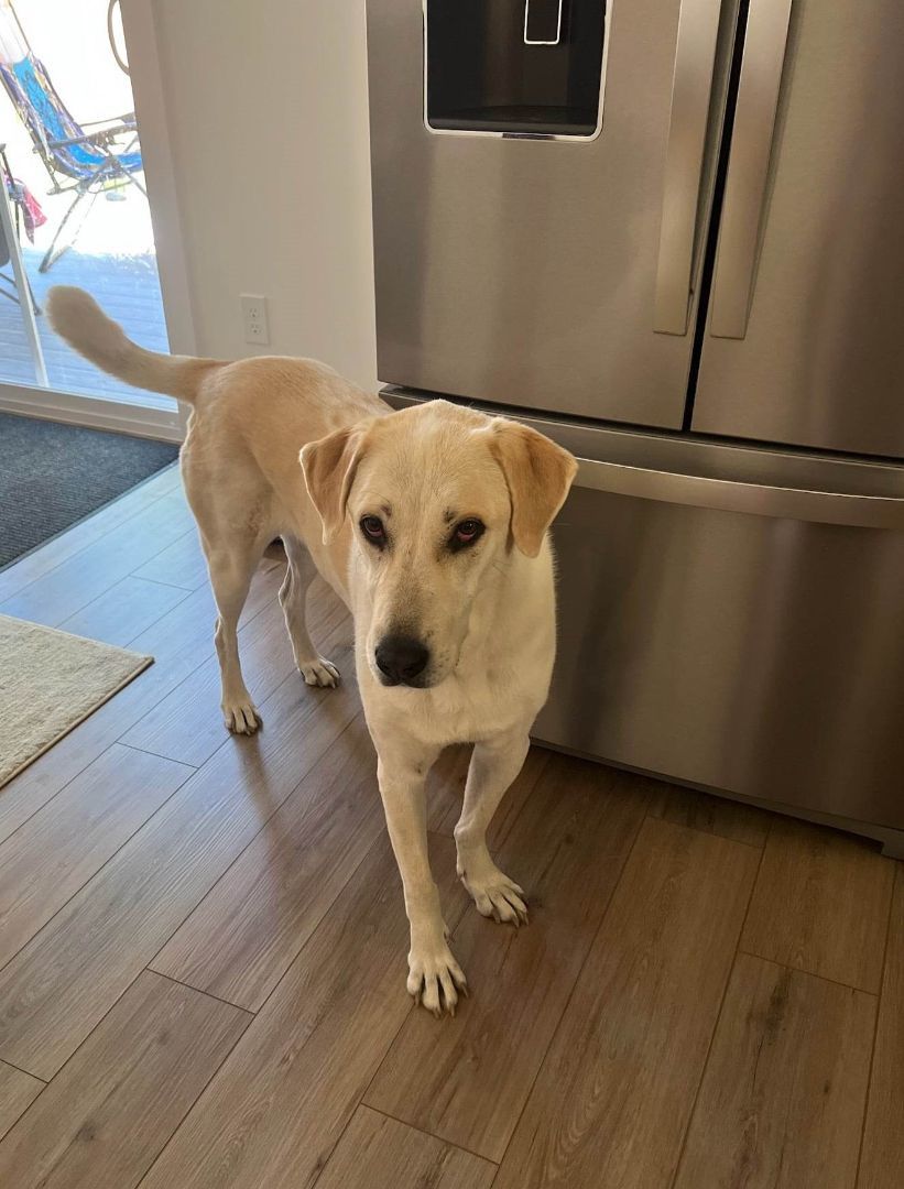 Enlarge JC (Rescued from Iran), a Adopted mixed breed in Seattle, WA image 2/5