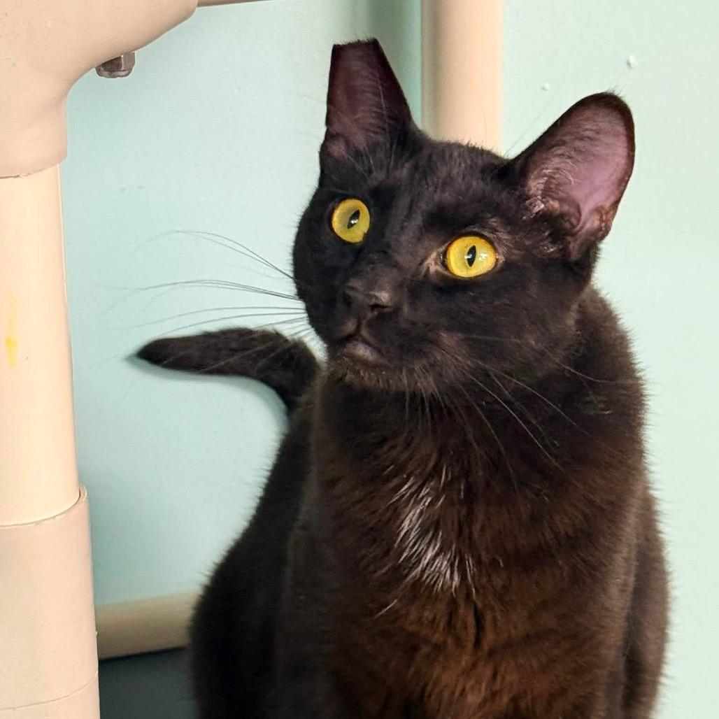 Winston, a Adoptable Domestic Short Hair in Redwood Valley, CA image 1/6