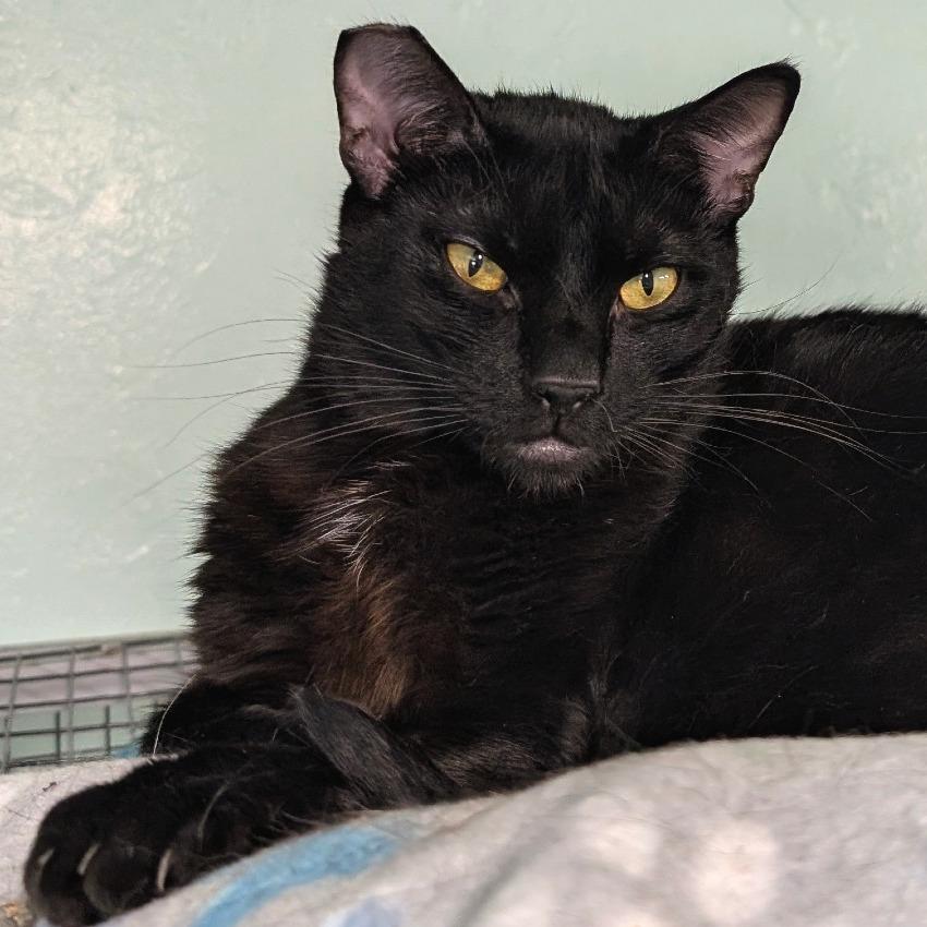 Winston, a Adoptable Domestic Short Hair in Redwood Valley, CA image 2/6