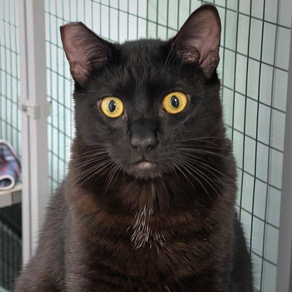 Winston, a Adoptable Domestic Short Hair in Redwood Valley, CA image 3/6
