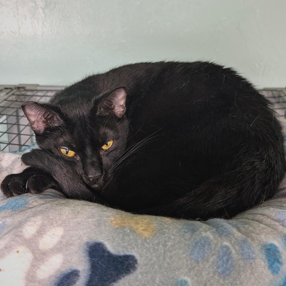 Winston, a Adoptable Domestic Short Hair in Redwood Valley, CA image 4/6