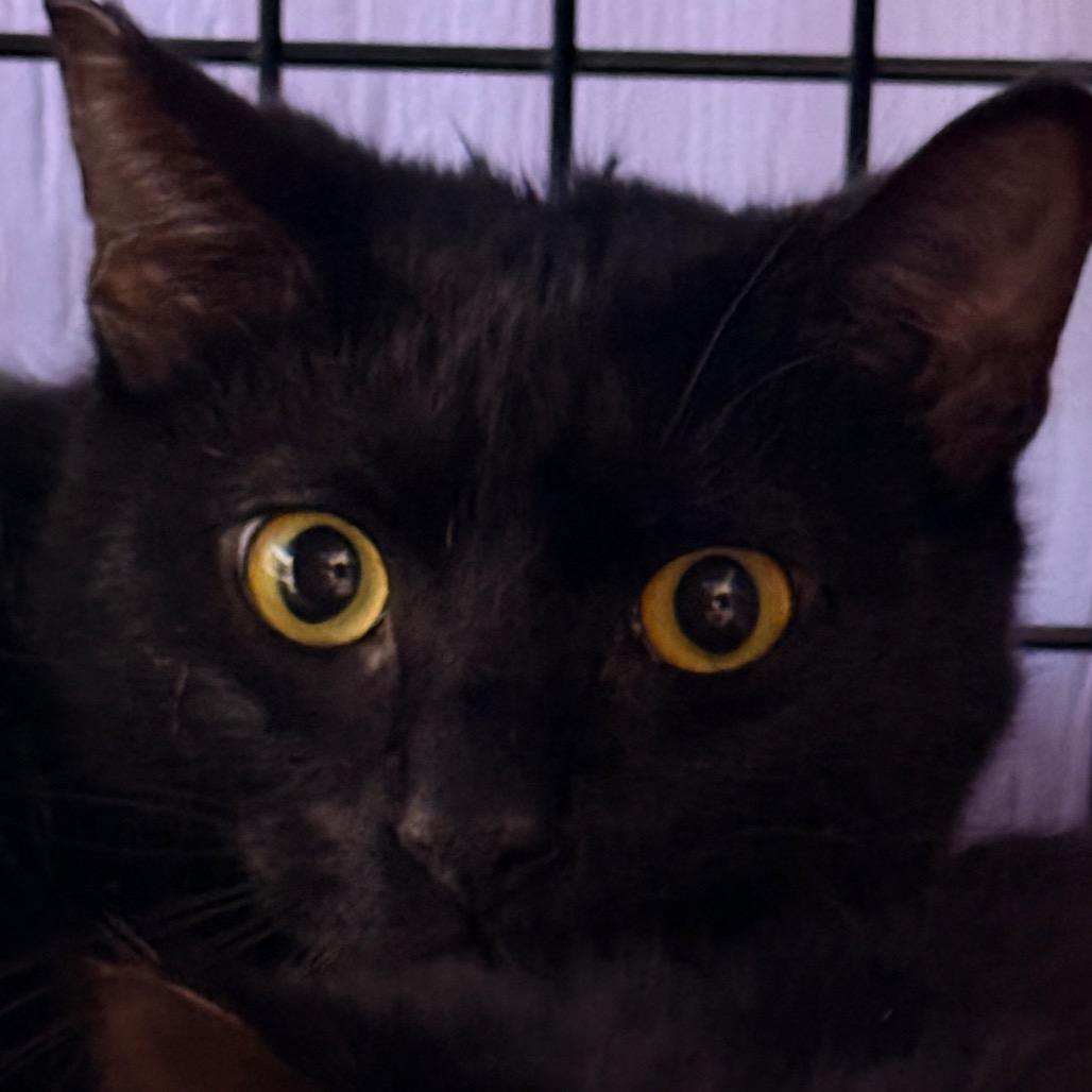 Winston, a Adoptable Domestic Short Hair in Redwood Valley, CA image 5/6