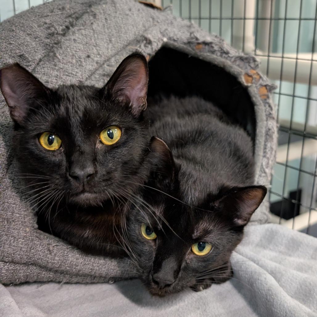 Winston, a Adoptable Domestic Short Hair in Redwood Valley, CA image 6/6
