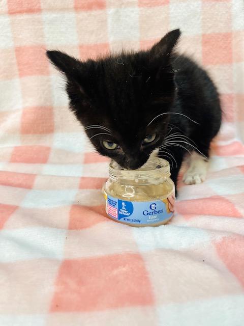 Enlarge Cristall, a Adoptable American Shorthair in Fort Pierce, FL image 4/4