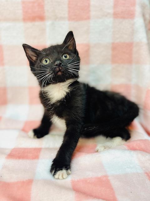 Enlarge Cristall, a Adoptable American Shorthair in Fort Pierce, FL image 3/4