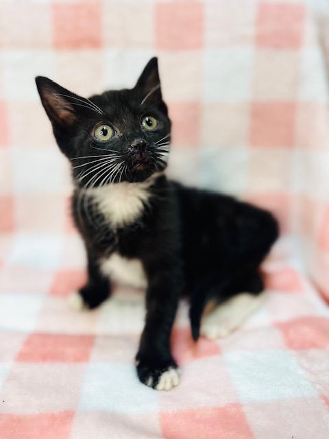Enlarge Cristall, a Adoptable American Shorthair in Fort Pierce, FL image 1/4