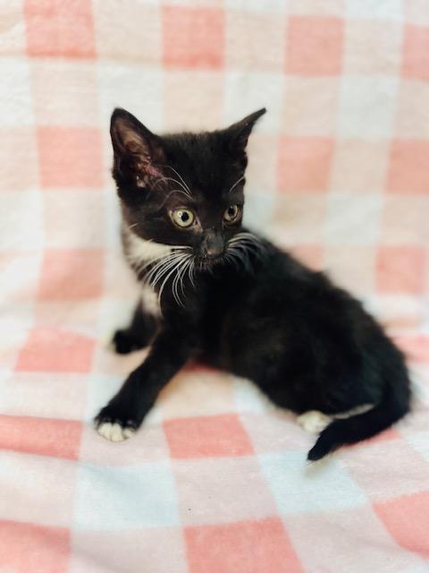 Enlarge Cristall, a Adoptable American Shorthair in Fort Pierce, FL image 2/4