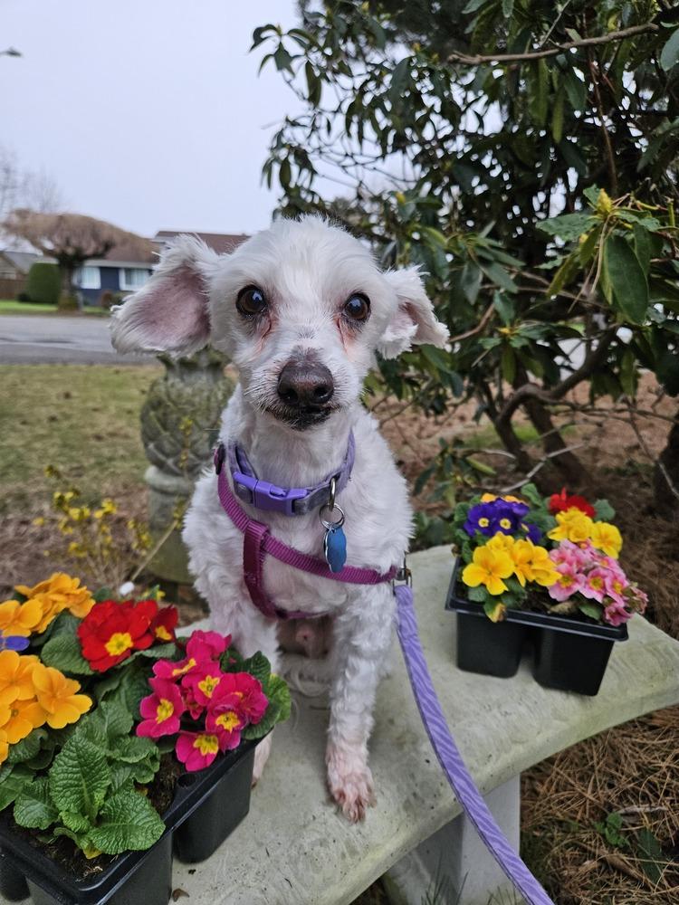 Enlarge Eggnog a/k/a Eddie, a Adoptable mixed breed in Bellingham, WA image 1/6