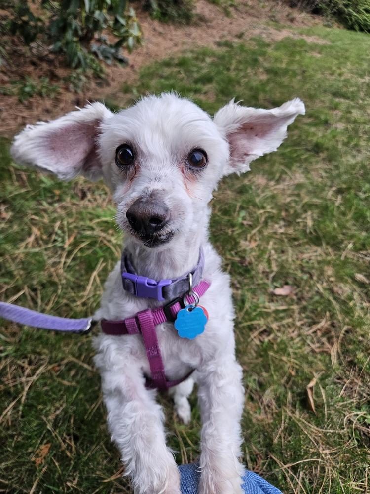 Enlarge Eggnog a/k/a Eddie, a Adoptable mixed breed in Bellingham, WA image 2/6