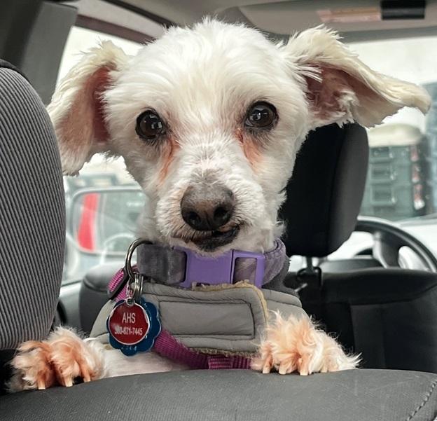 Enlarge Eggnog a/k/a Eddie, a Adoptable mixed breed in Bellingham, WA image 3/6