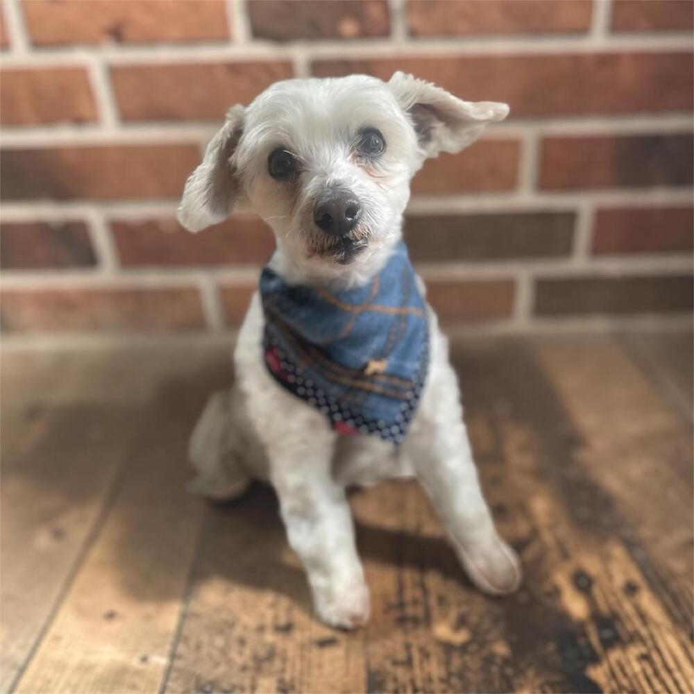 Eggnog a/k/a Eddie, Adoptable, Senior Male Maltese & Poodle.