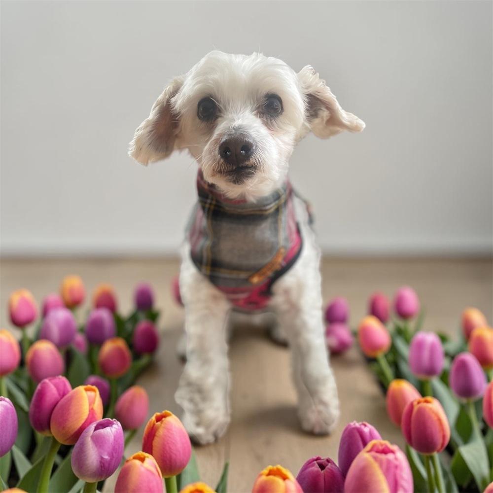 Enlarge Eggnog a/k/a Eddie, a Adoptable mixed breed in Bellingham, WA image 6/6