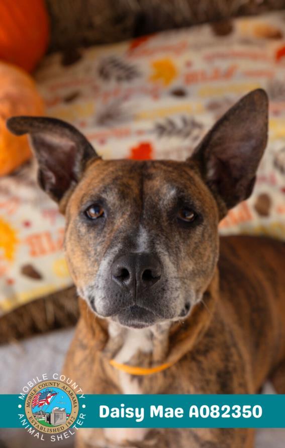 DAISY MAE, Adoptable, Adult Female Pit Bull Terrier & Mixed Breed.