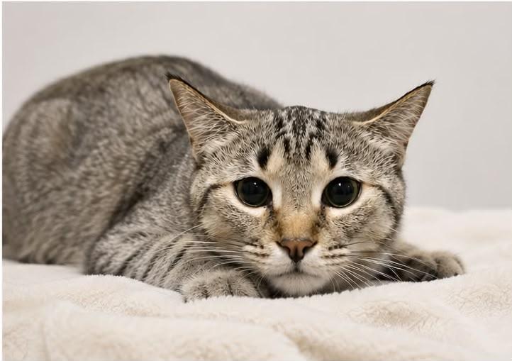 Enlarge CHERRY, a Adoptable Domestic Short Hair in Tillsonburg, ON image 2/3
