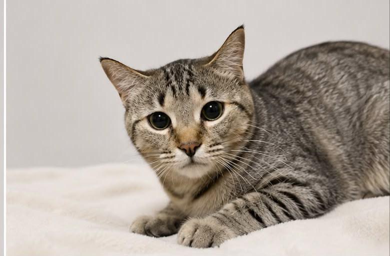 Enlarge CHERRY, a Adoptable Domestic Short Hair in Tillsonburg, ON image 1/3