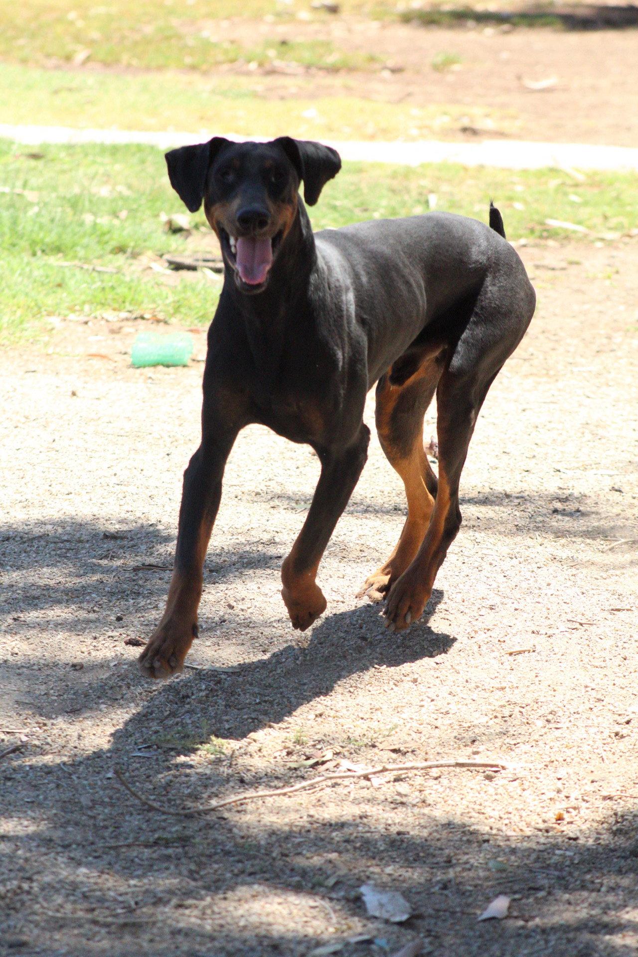 Drake, Adopted, Young Male Doberman Pinscher.