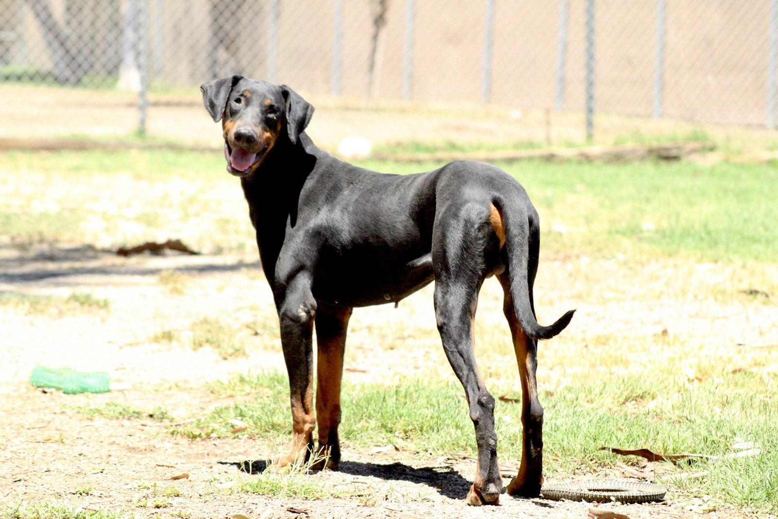 Drake, a Adopted Doberman Pinscher in El Centro, CA image 2/2