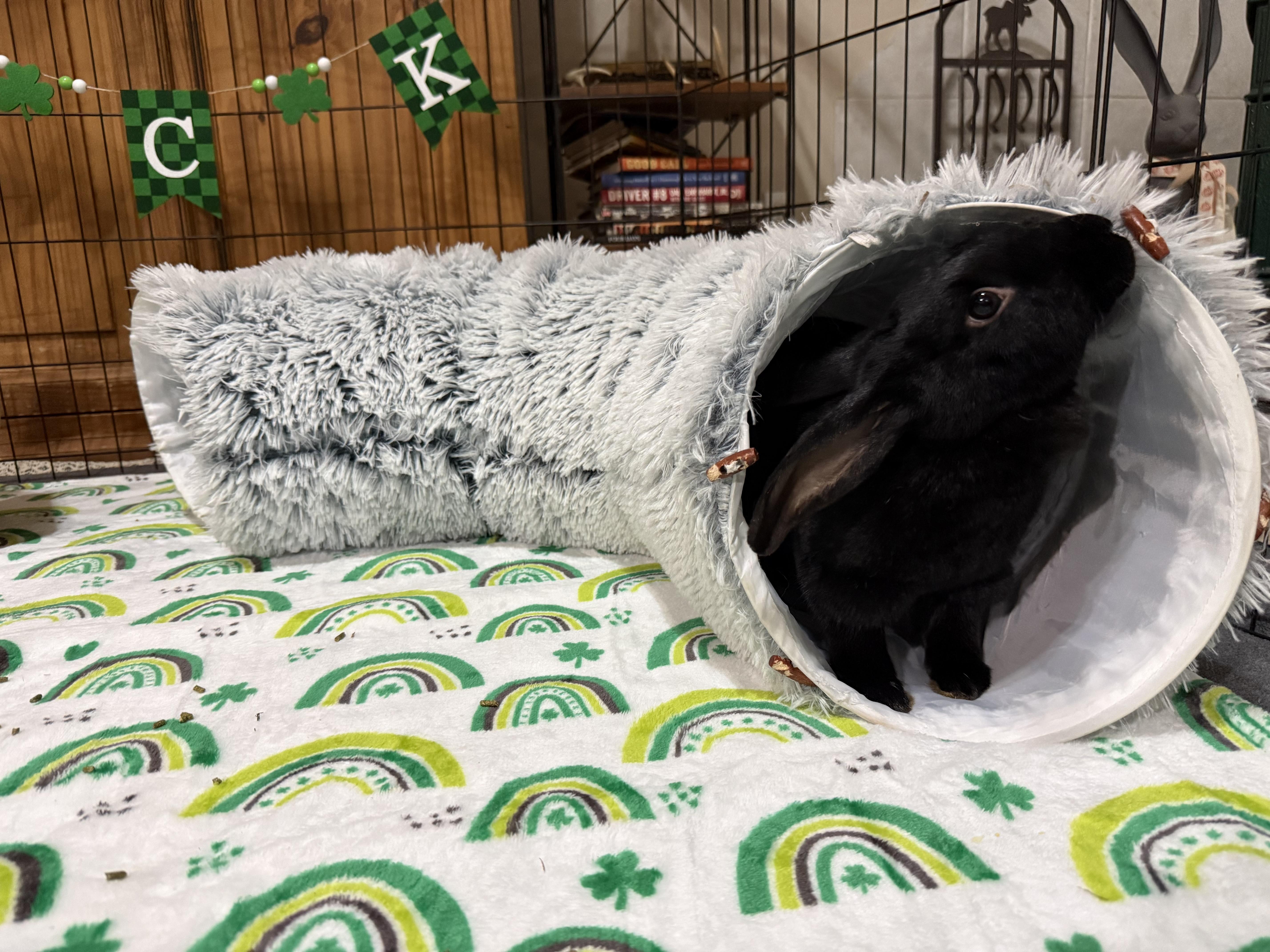 Raven, a ADOPTABLE mixed breed in Little Rock, AR image 2/5