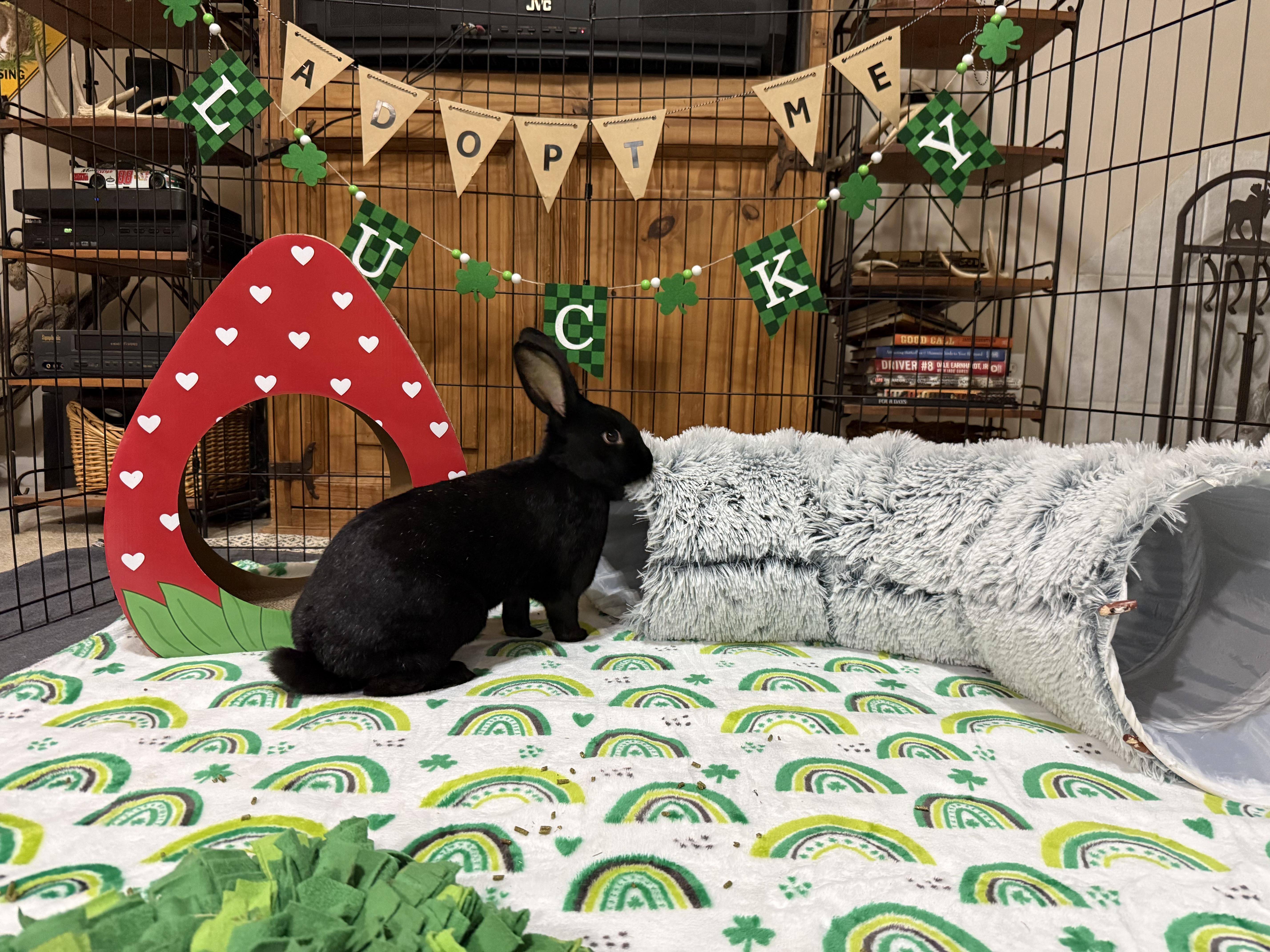 Raven, a ADOPTABLE mixed breed in Little Rock, AR image 3/5