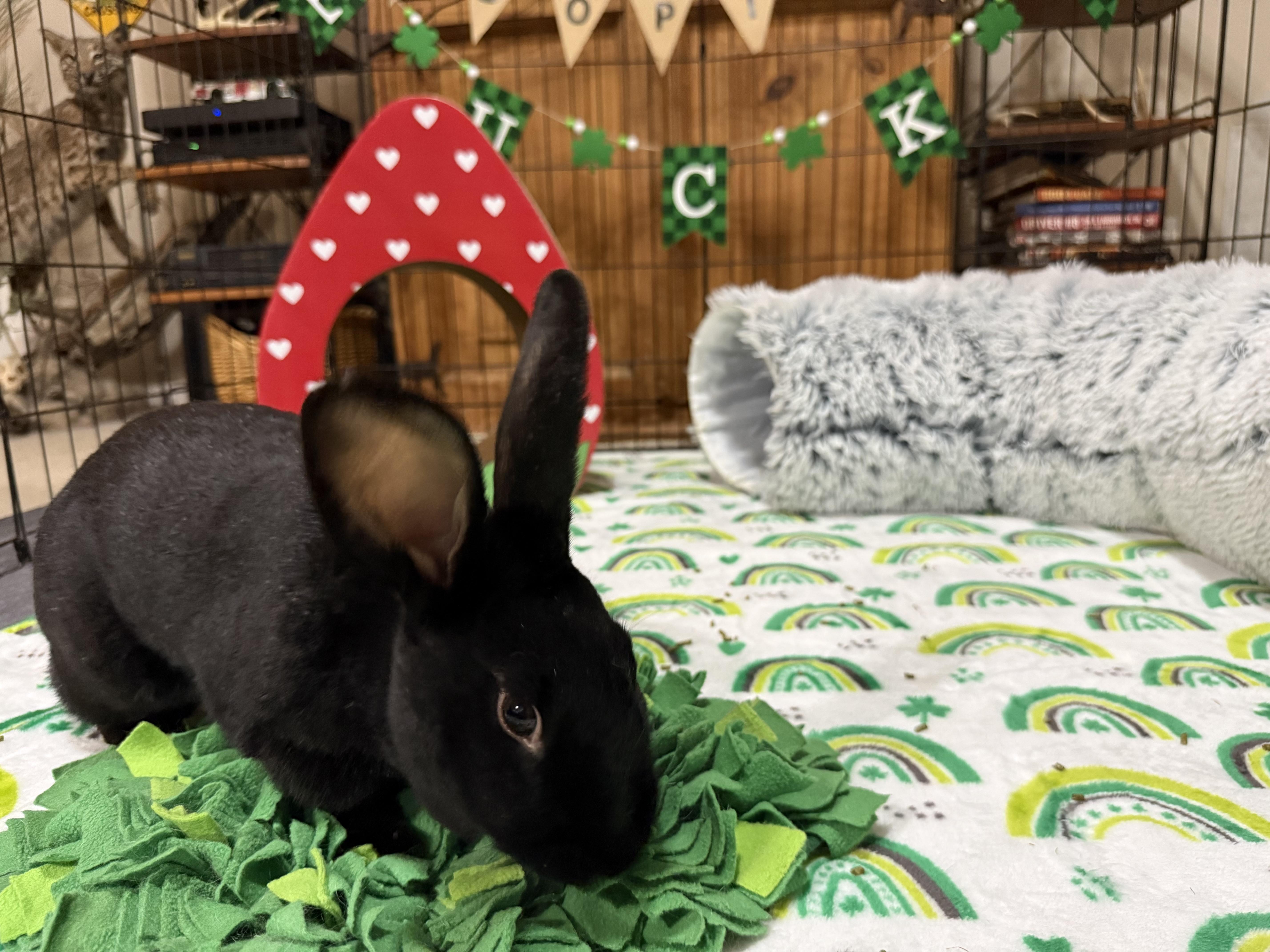 Raven, a ADOPTABLE mixed breed in Little Rock, AR image 4/5