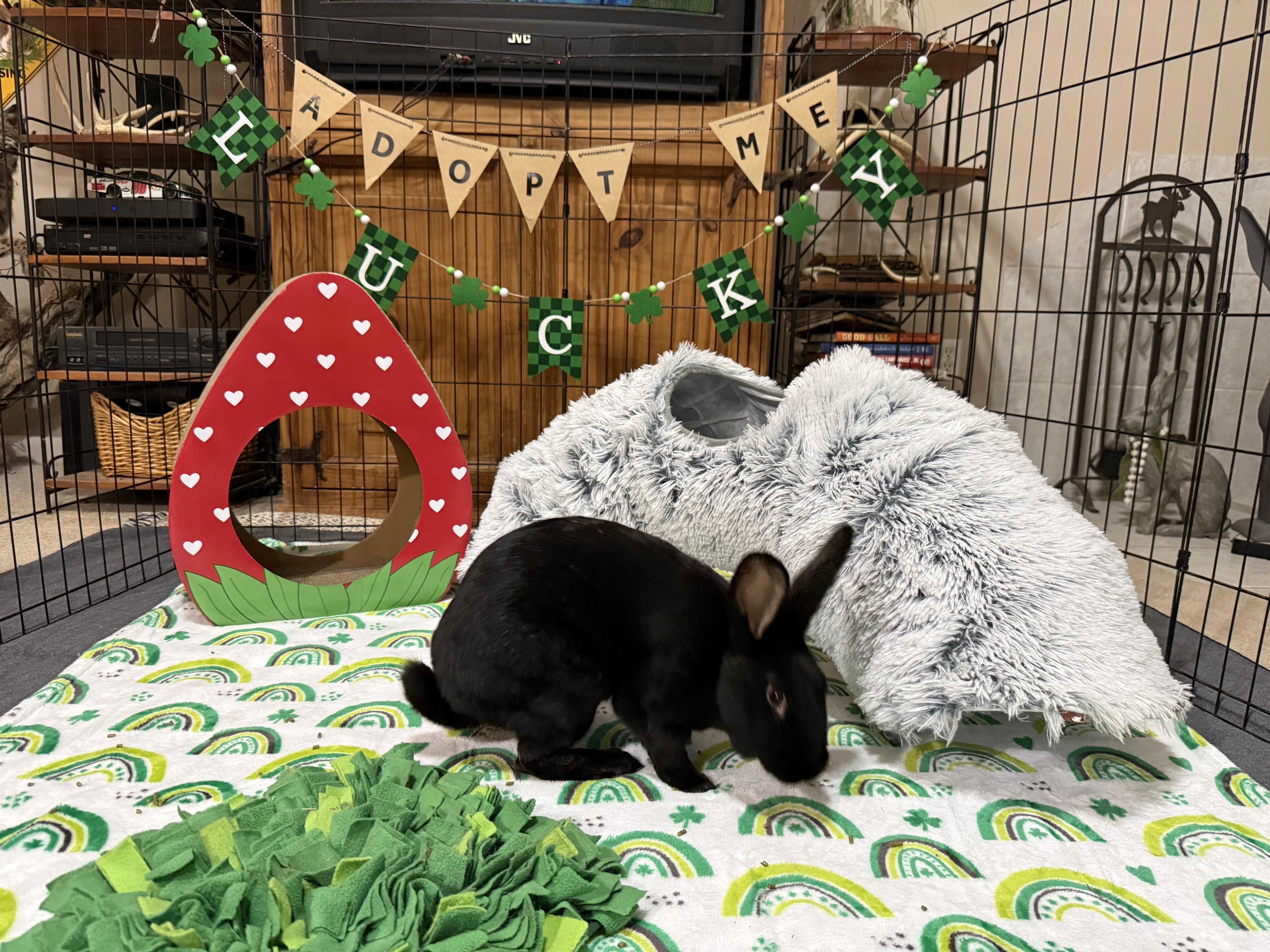 Raven, ADOPTABLE, Adult Female Rex & Bunny Rabbit.