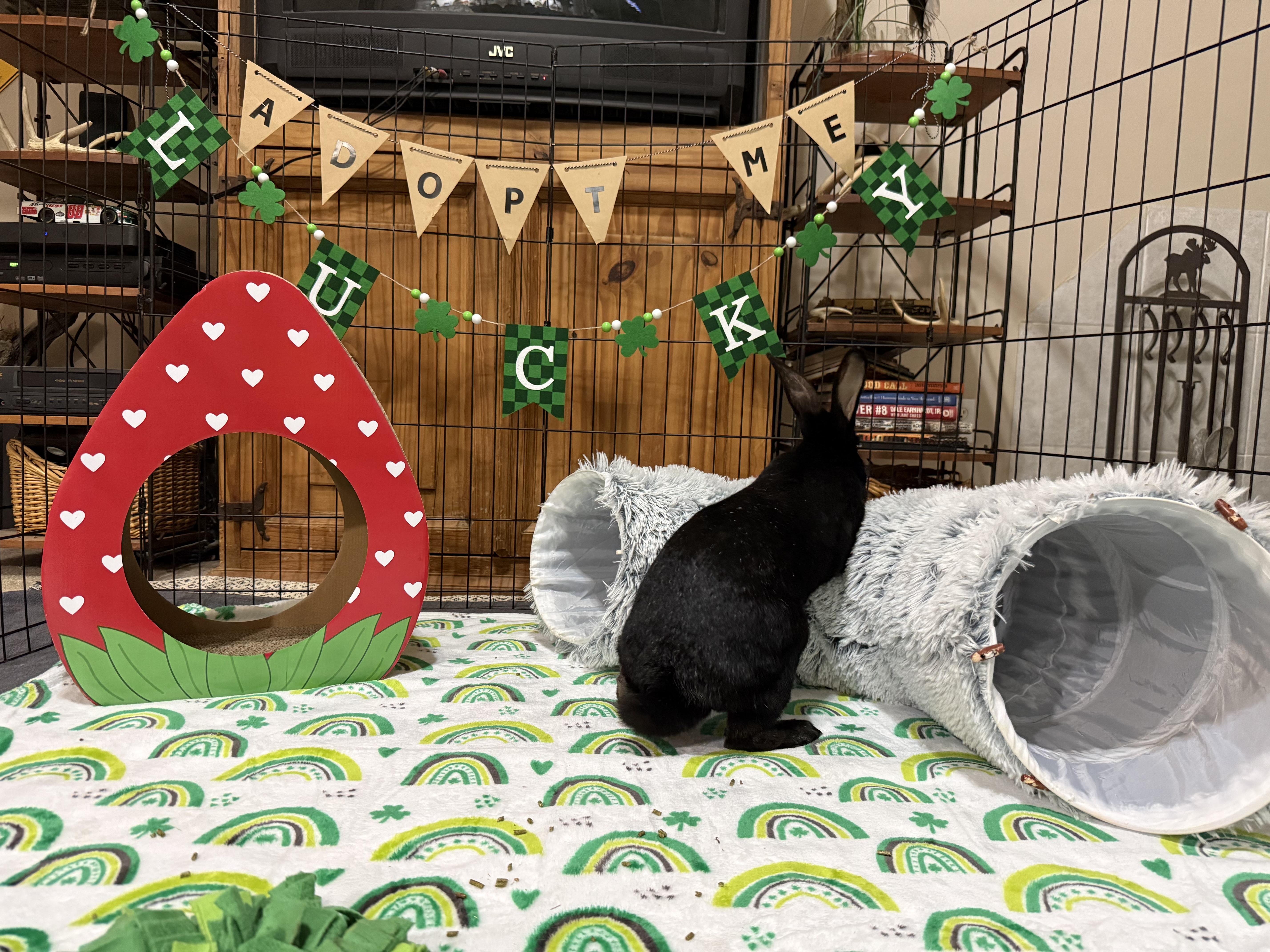 Raven, a ADOPTABLE mixed breed in Little Rock, AR image 5/5