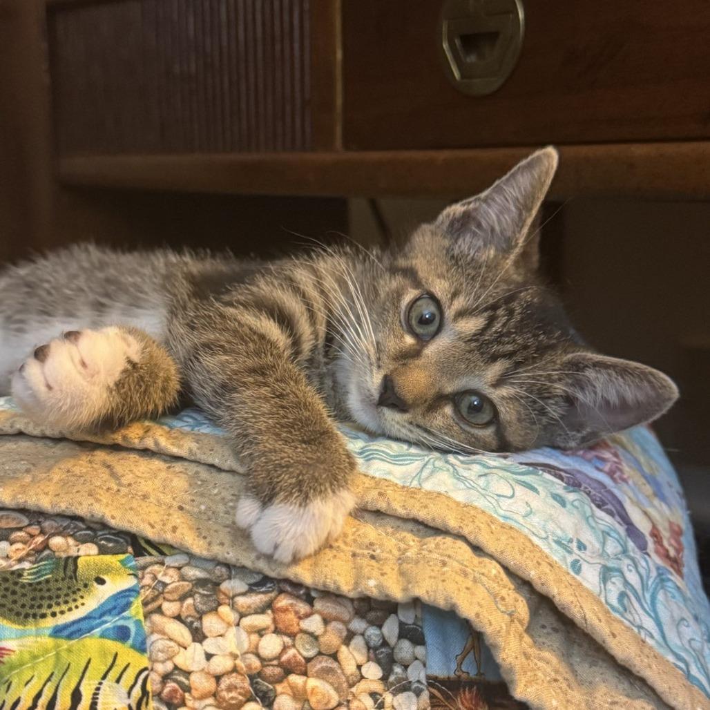 Lexus, ADOPTABLE, Kitten Female Domestic Short Hair.