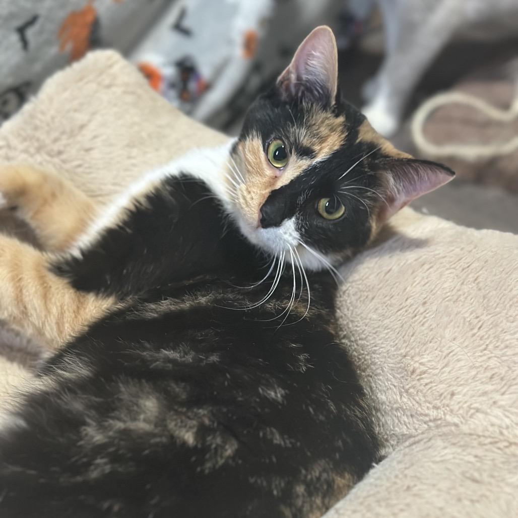 Enlarge Chevy, a Adoptable Domestic Short Hair in Greenfield, IN image 1/1