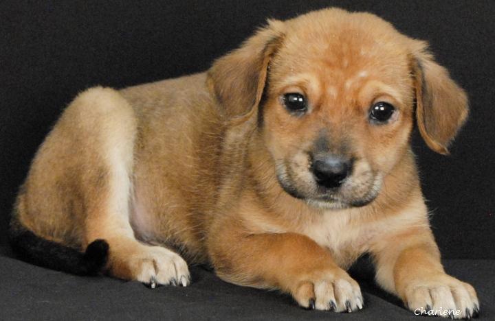 Enlarge Shellhammer, a Adoptable mixed breed in Newland, NC image 2/2