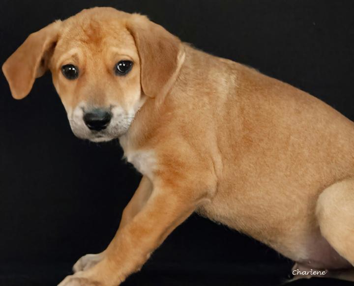 Shellhammer, Adoptable, Puppy Male Hound & Labrador Retriever.
