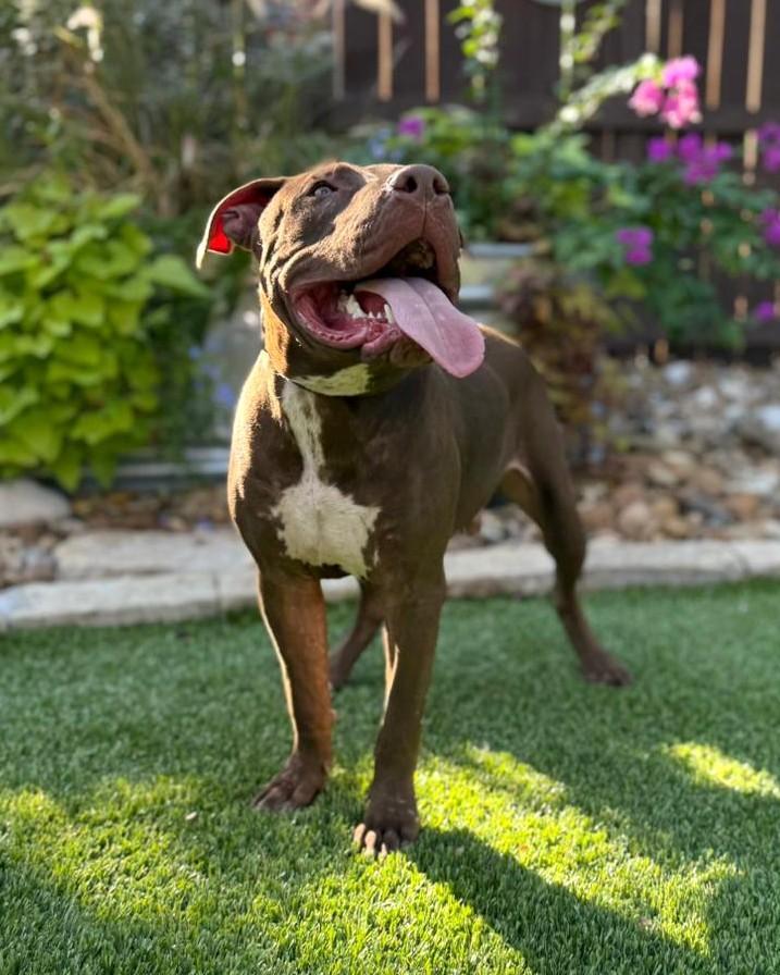 Enlarge Chopper, a ADOPTABLE mixed breed in Southport, CT image 3/5