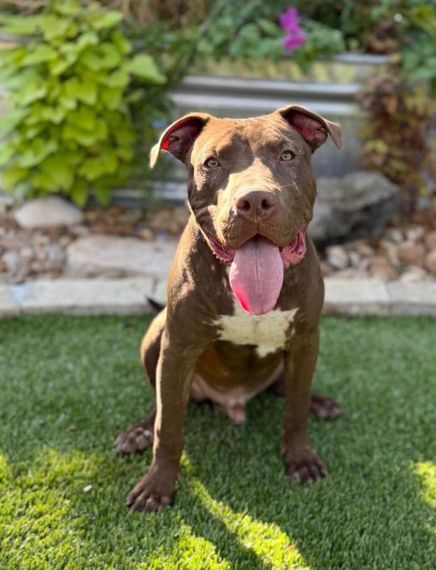 Enlarge Chopper, a ADOPTABLE mixed breed in Southport, CT image 4/5