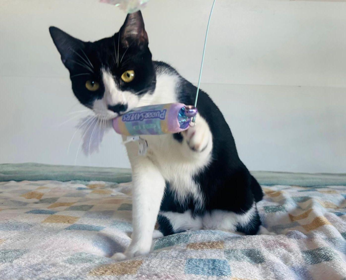 Enlarge WINTER, a Adoptable Domestic Short Hair in Berlin, CT image 5/6